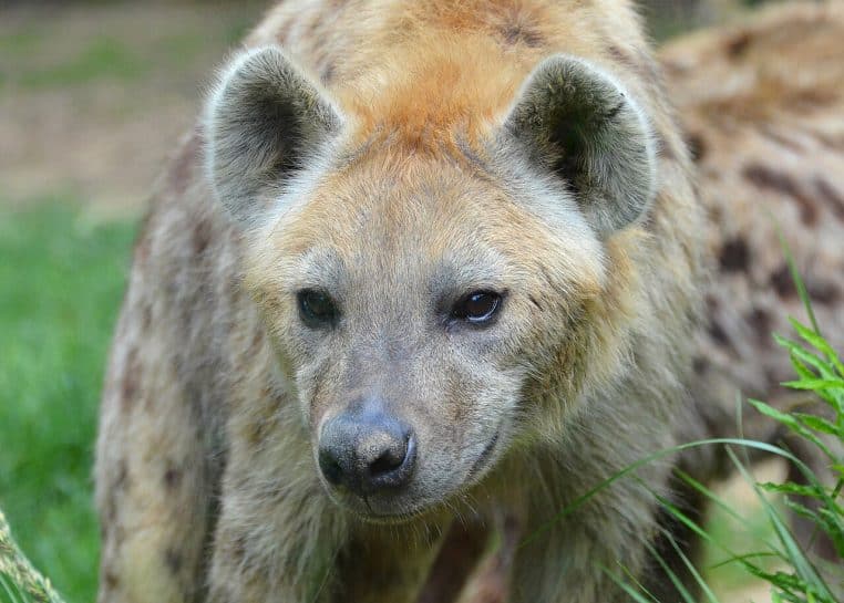 Hyène tachetée de profil au Safari de Peaugres (Ardèche)