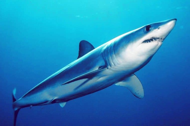 Grand requin blanc nageant sous la surface de l’eau.