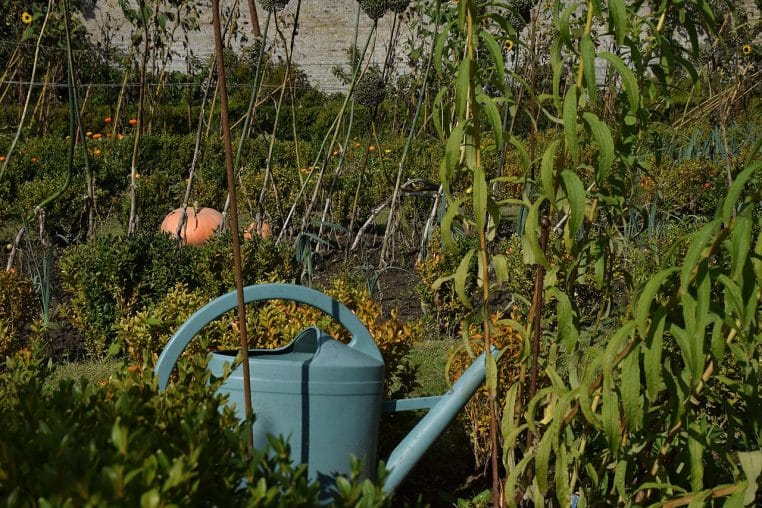 Arrosoir dans un jardin potager.