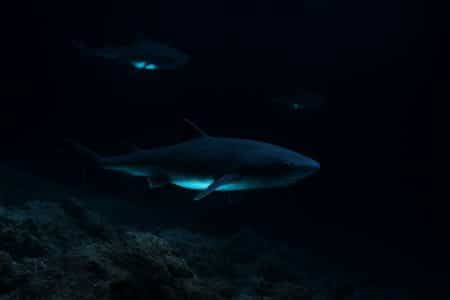 Trois requins-lanternes évoluant au-dessus d’un fond rocheux, reflets bleu-vert dans l’obscurité.