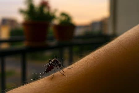 Moustique-tigre (Aedes albopictus) piquant une cheville au crépuscule sur un balcon urbain, pots de fleurs flous suggérant de l’eau stagnante en arrière-plan.