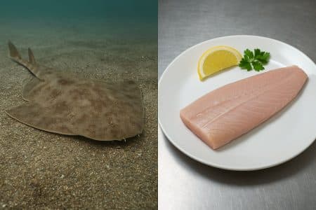 À gauche, ange de mer vivant camouflé sur un fond sableux ; à droite, filet cru d’ange de mer sur assiette blanche avec tranche de citron et persil.