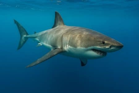 Grand requin blanc glissant en eau libre au large de la Côte Bleue