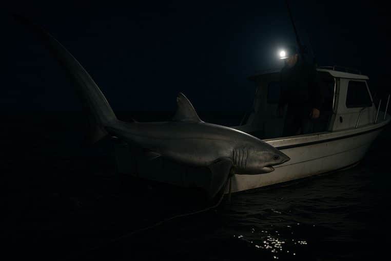 Requin renard géant attaché au flanc d’un bateau de pêche au large du Connecticut, de nuit.