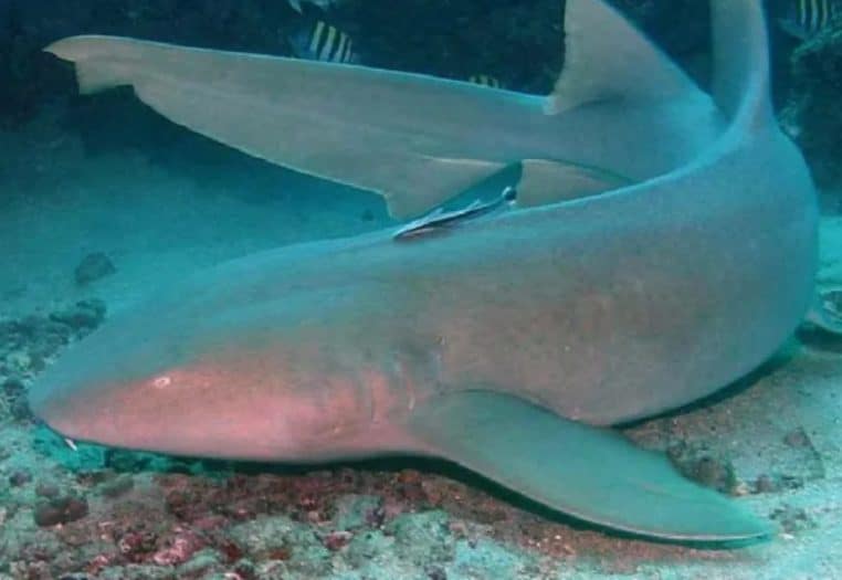 Requin nourrice atlantique