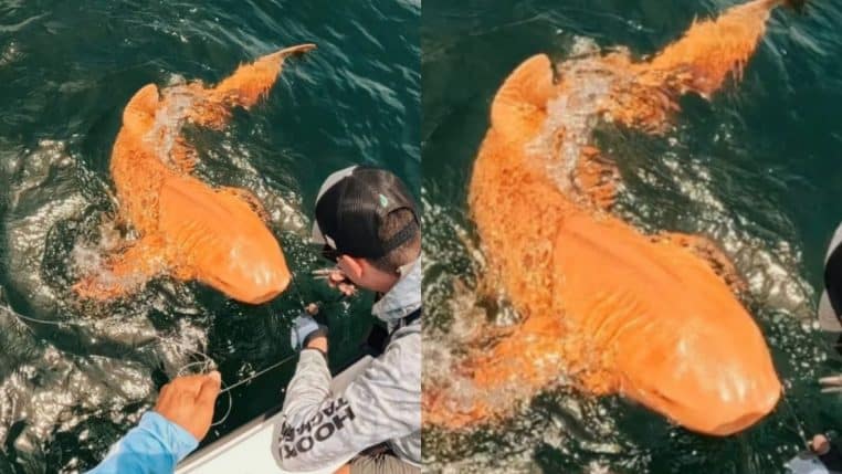 Requin nourrice atlantique orange capturé