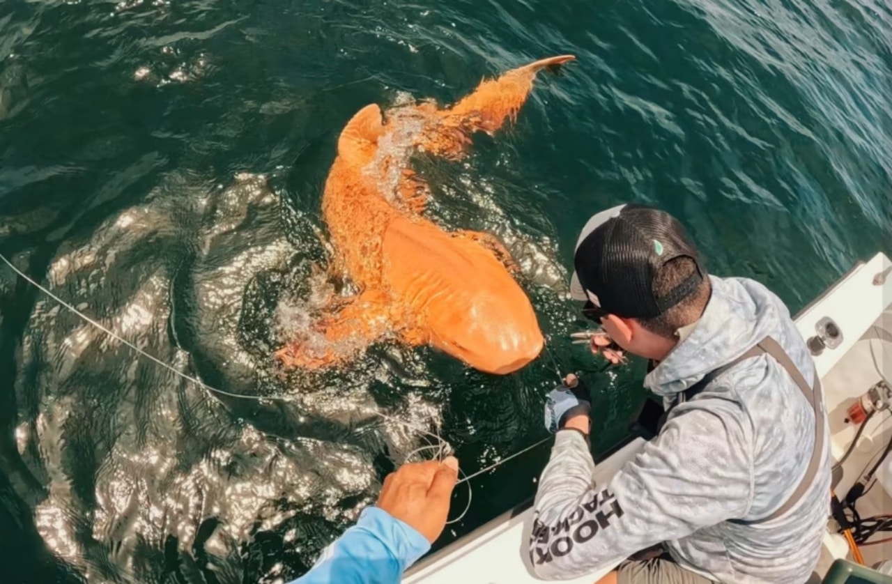 Requin nourrice atlantique orange capturé