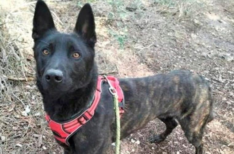 Smoke Chien euthanasié