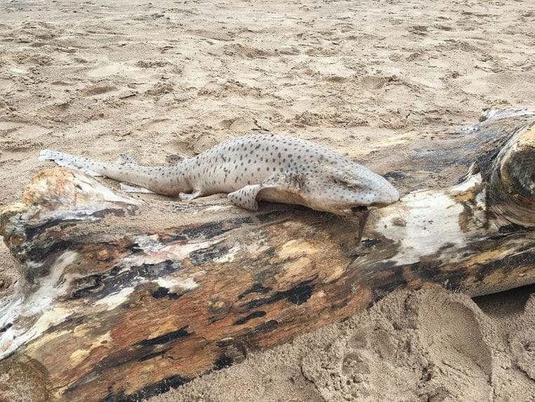Grande roussette immobile sur le sable.