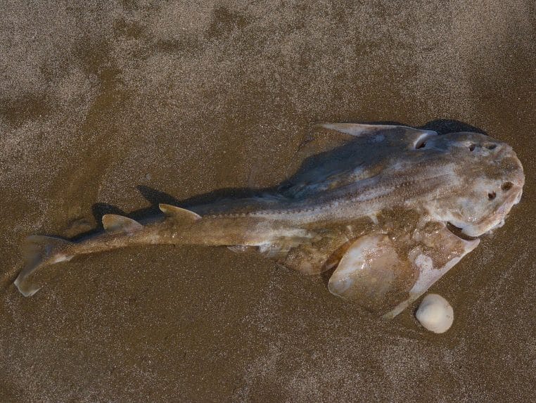 Ange de mer (Squatina guggenheim) photographié au large du Brésil, posé sur le fond sableux.