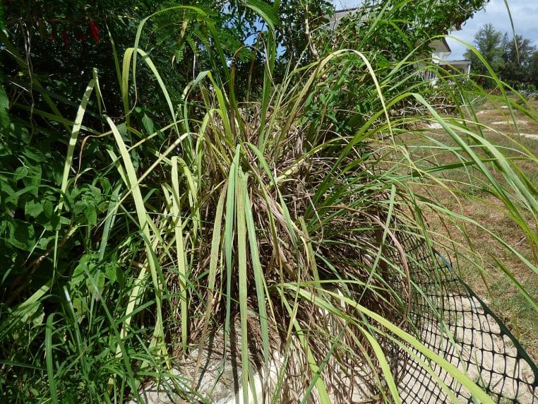 Citronnelle en pot sur terrasse, feuille au parfum citronné répulsif.