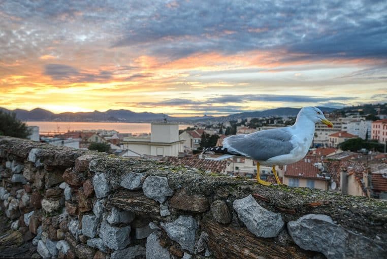 Mouette posée sur un muret avec la baie de Cannes au coucher du soleil.