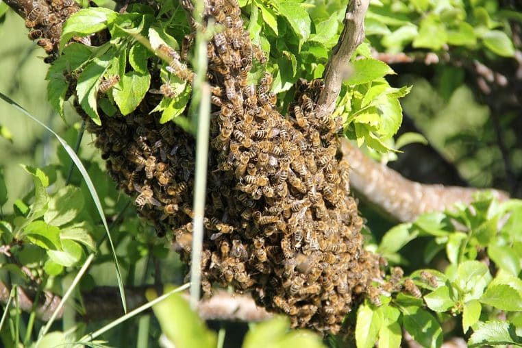 Essaim d’abeilles posé en grappe sur une branche.