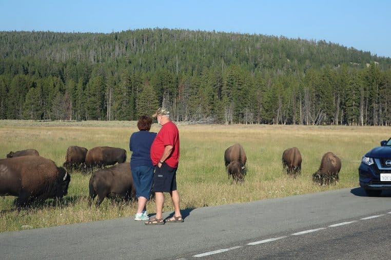 Touristes photographiant un troupeau de bisons à proximité
