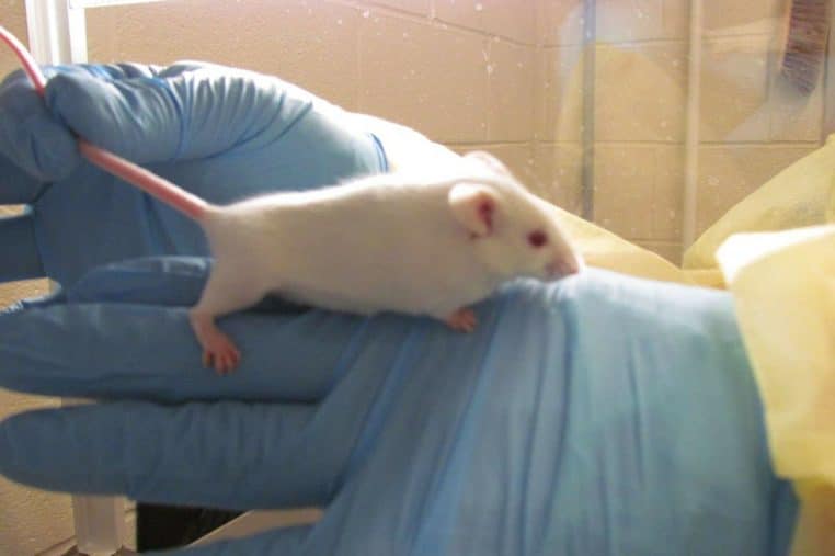 Uranium Experience souris