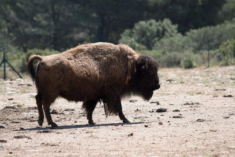 Bison d’Amérique derrière une clôture au zoo de La Barben