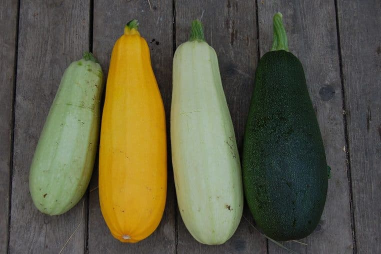 Pied de courgette avec jeunes fruits allongés dans un jardin.