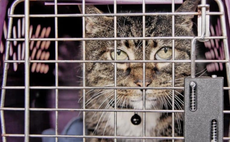 amende chat SNCF actu