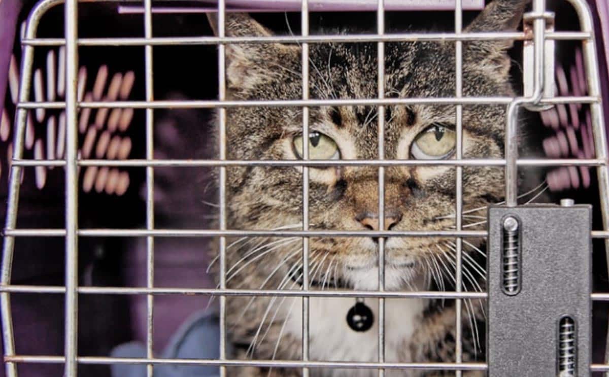 amende chat SNCF actu