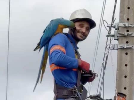 André et Ara