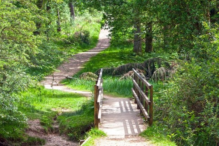 Petit pont en bois sur un sentier naturel dans une forêt.