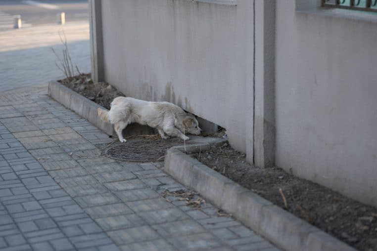 Abandon d'un labrador de 13 ans