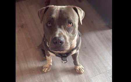 chien amene passant vers maitre inconscients