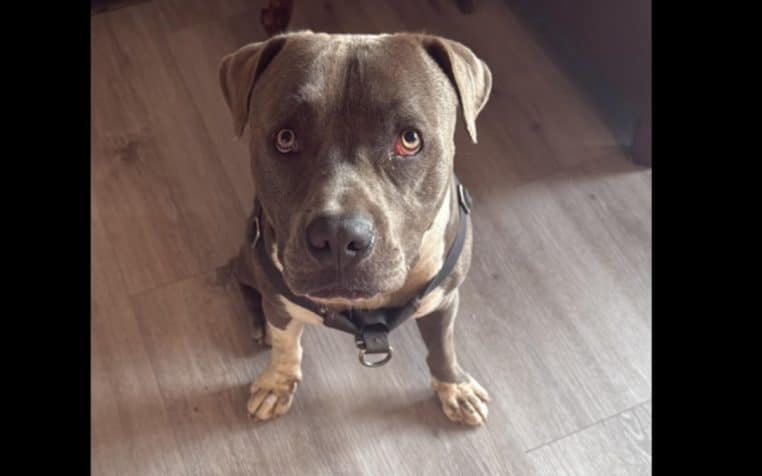 chien amene passant vers maitre inconscients