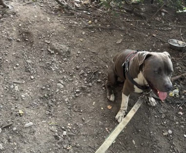 chien amene passant vers maitre inconscients
