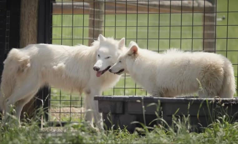 Deux loups géants