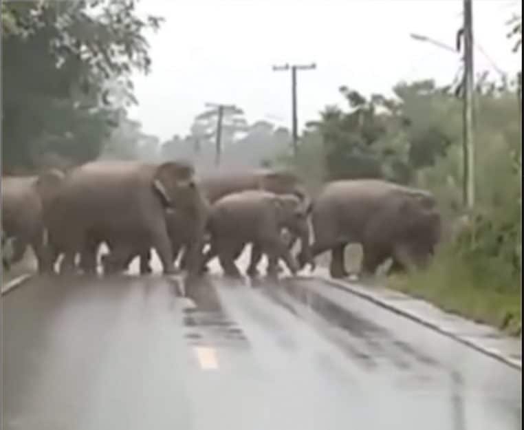 Troupeau éléphants