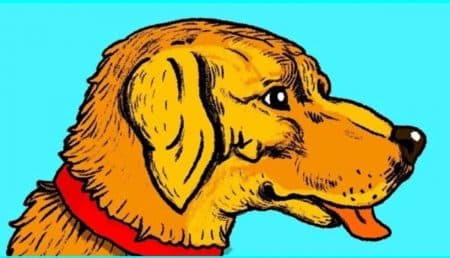 enigme chien