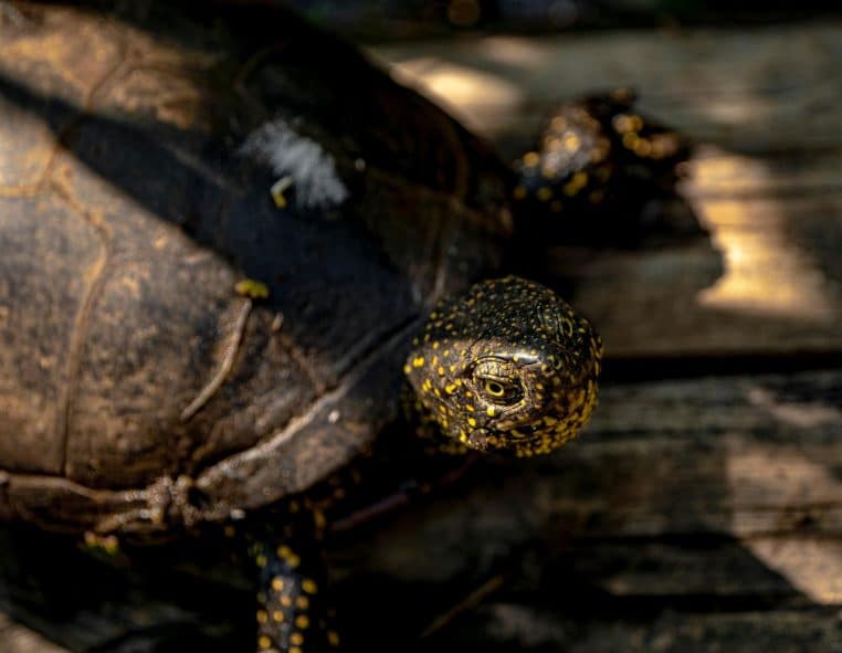 Tortue d’eau douce immobile sur une planche, gros plan sur la tête tachetée.