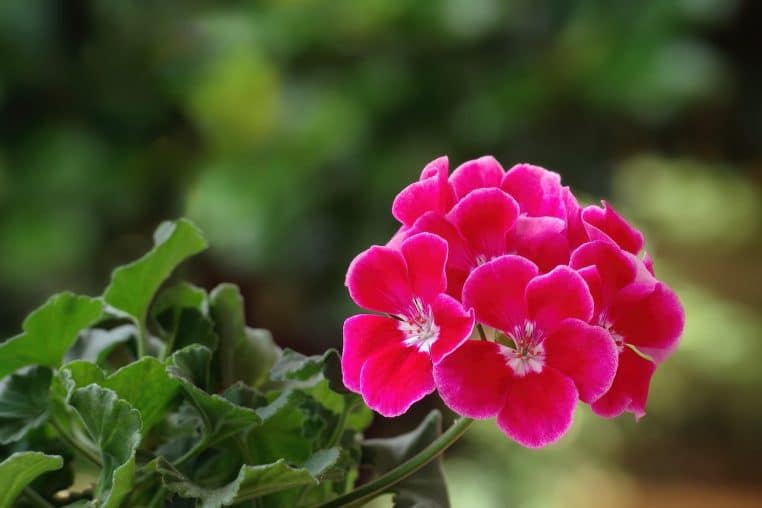 Basilic en pot sur table extérieure, arôme puissant près des plats.