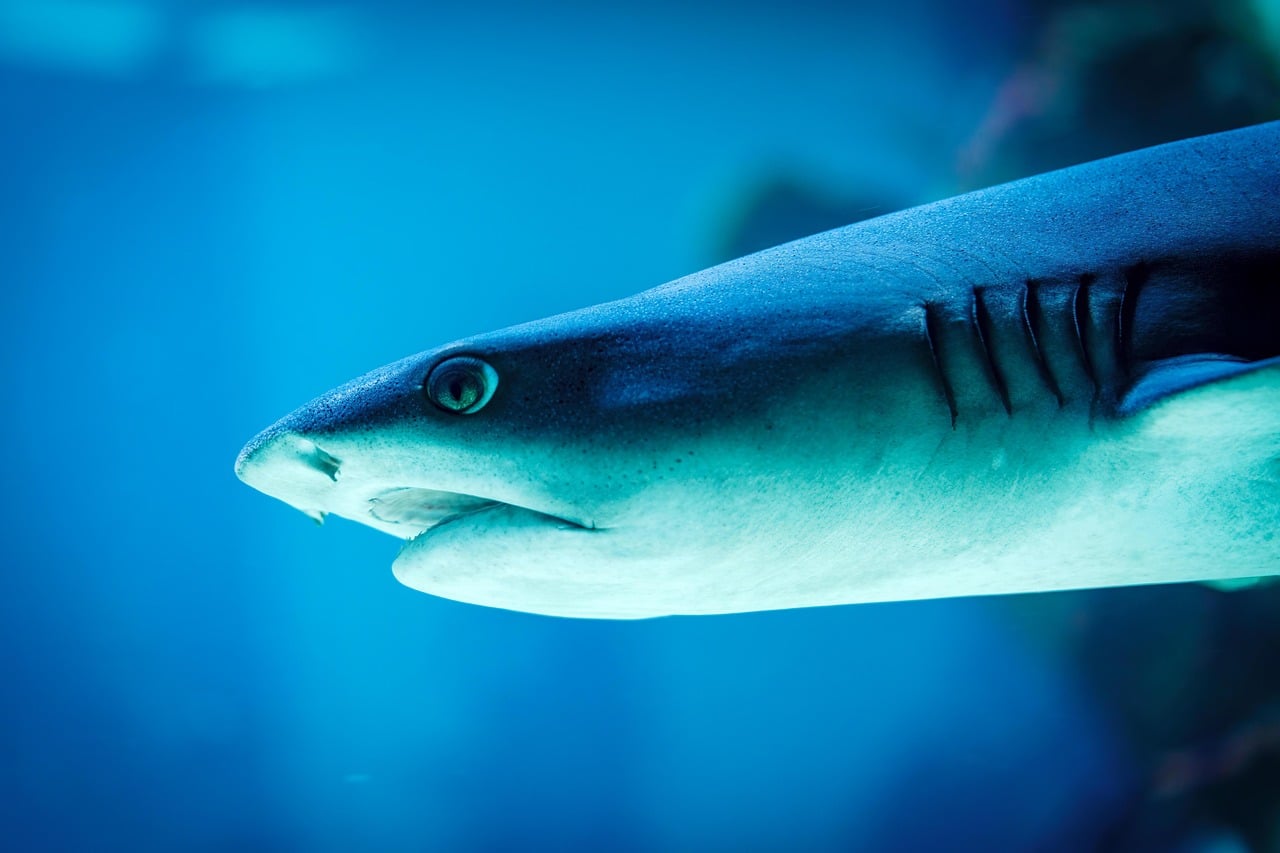 Requin Riviere Ces 10 requins rôdent près des côtes françaises, certains nagent à ...