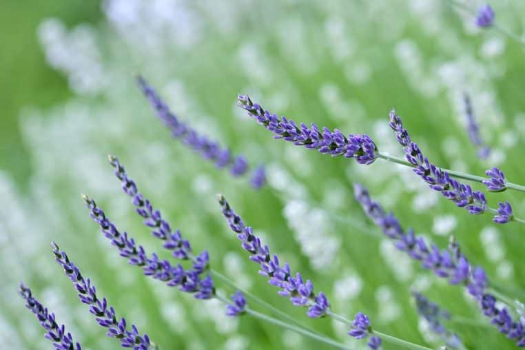 Brins de lavande sur fond de ciel bleu, parfum répulsif pour les mouches.
