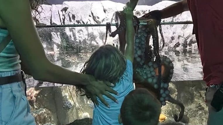 Une pieuvre attaque un enfant de 6 ans