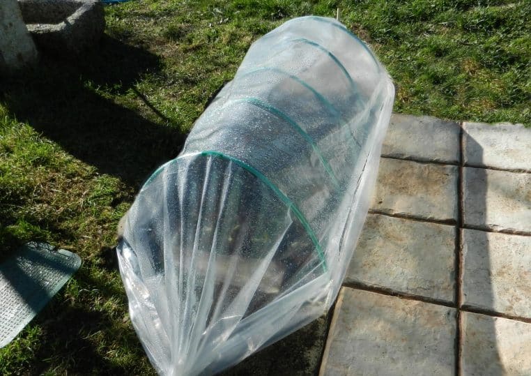 Mini-serre plastique posée au jardin pour maintenir l’humidité des jeunes plants.