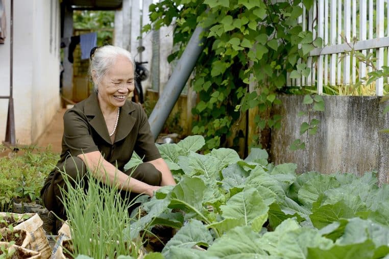 Une femme âgée récolte des légumes dans son jardin sous le soleil.
