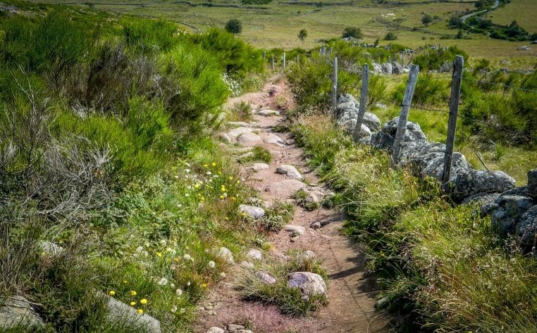 Chemin de randonnée sur pâturages de l’Aubrac.
