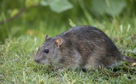 rat actu