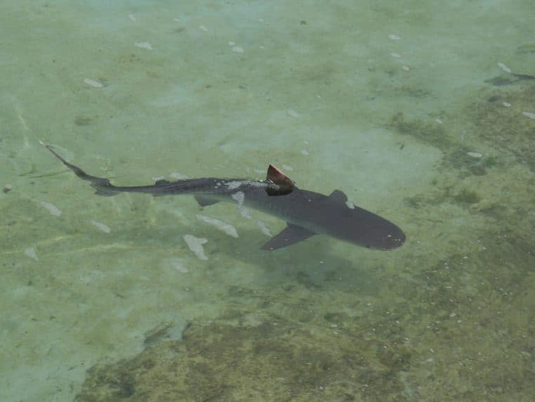 Requin de récif photographié sous l’eau.