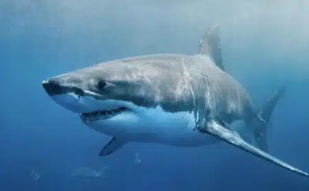 requin dents actualité