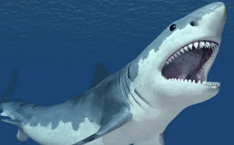 requin dents actualité