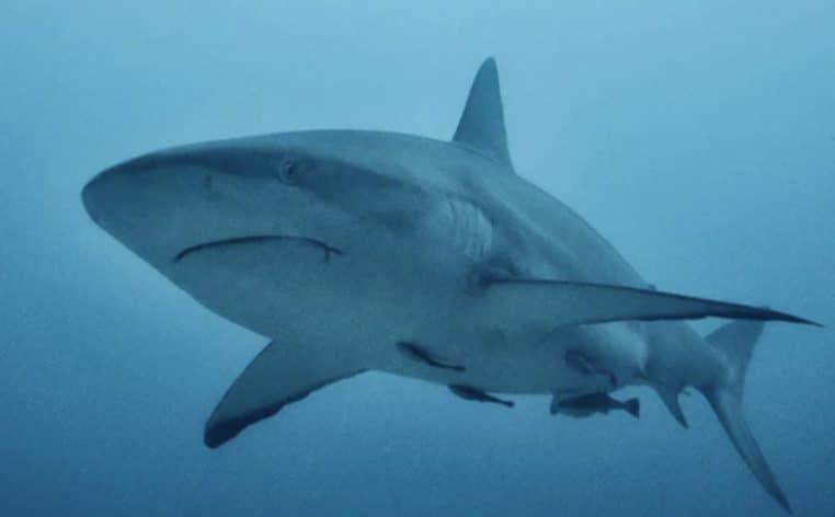 requin dents actualité