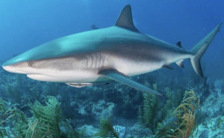 requin dents actualité