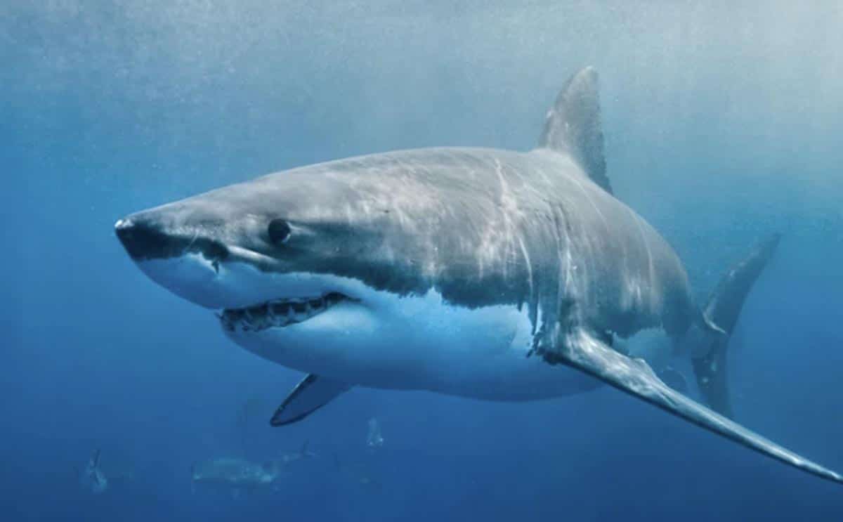 requin dents actualité