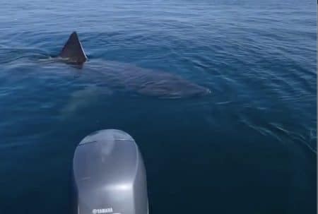 requin