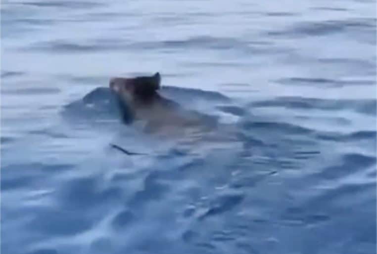 Sanglier nage dans la mer à Marseille