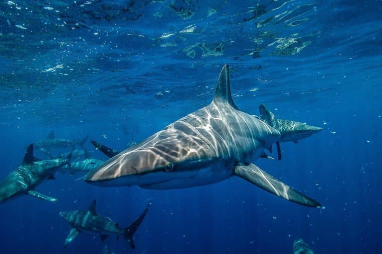 Requin nageant en pleine eau.